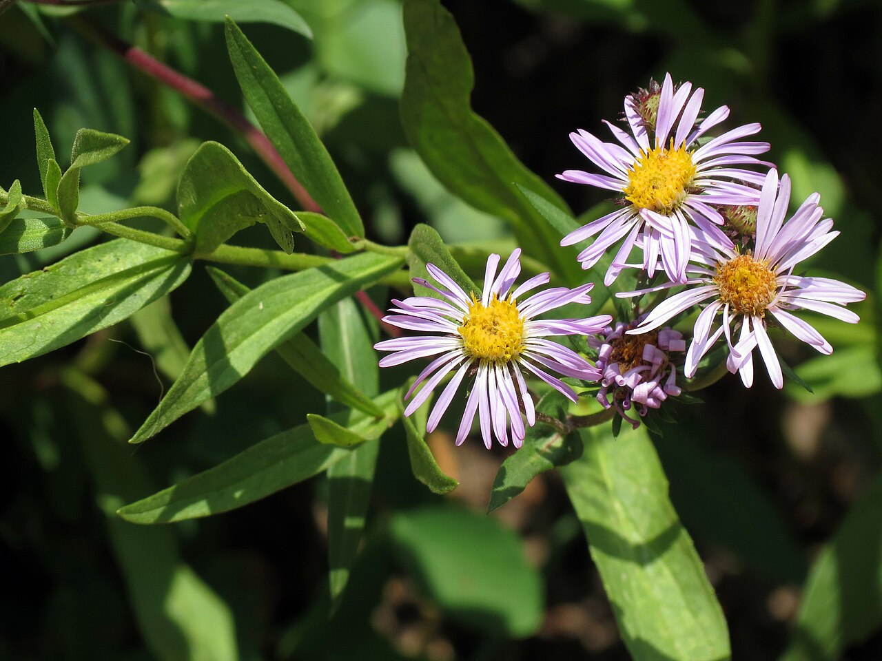 Eurybia integrifolia