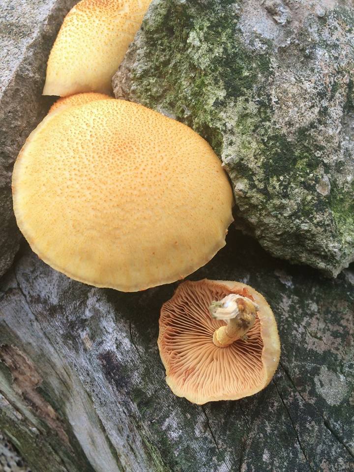 Gymnopilus chrysopellus