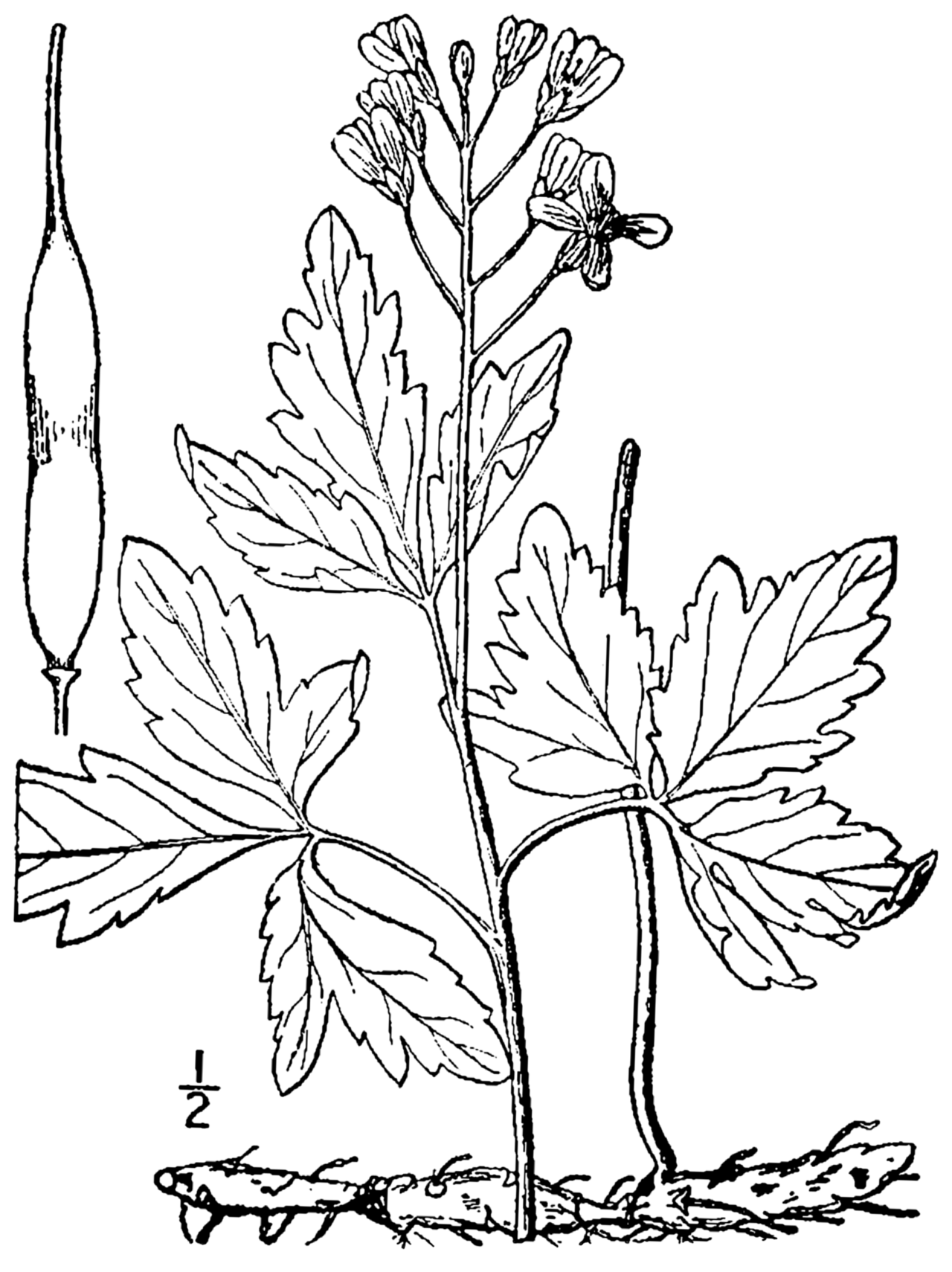 Cardamine maxima