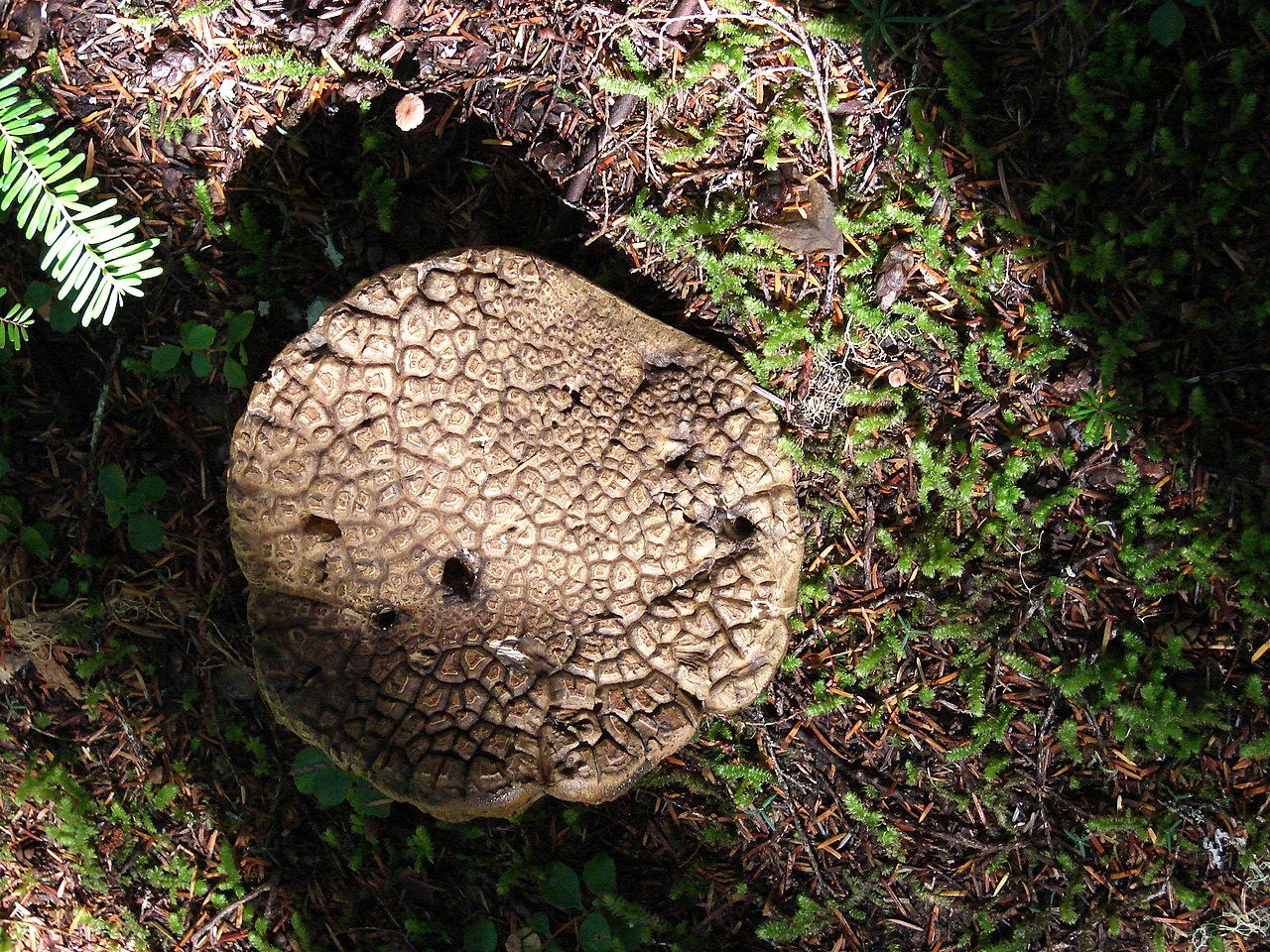 Pine cone amanita