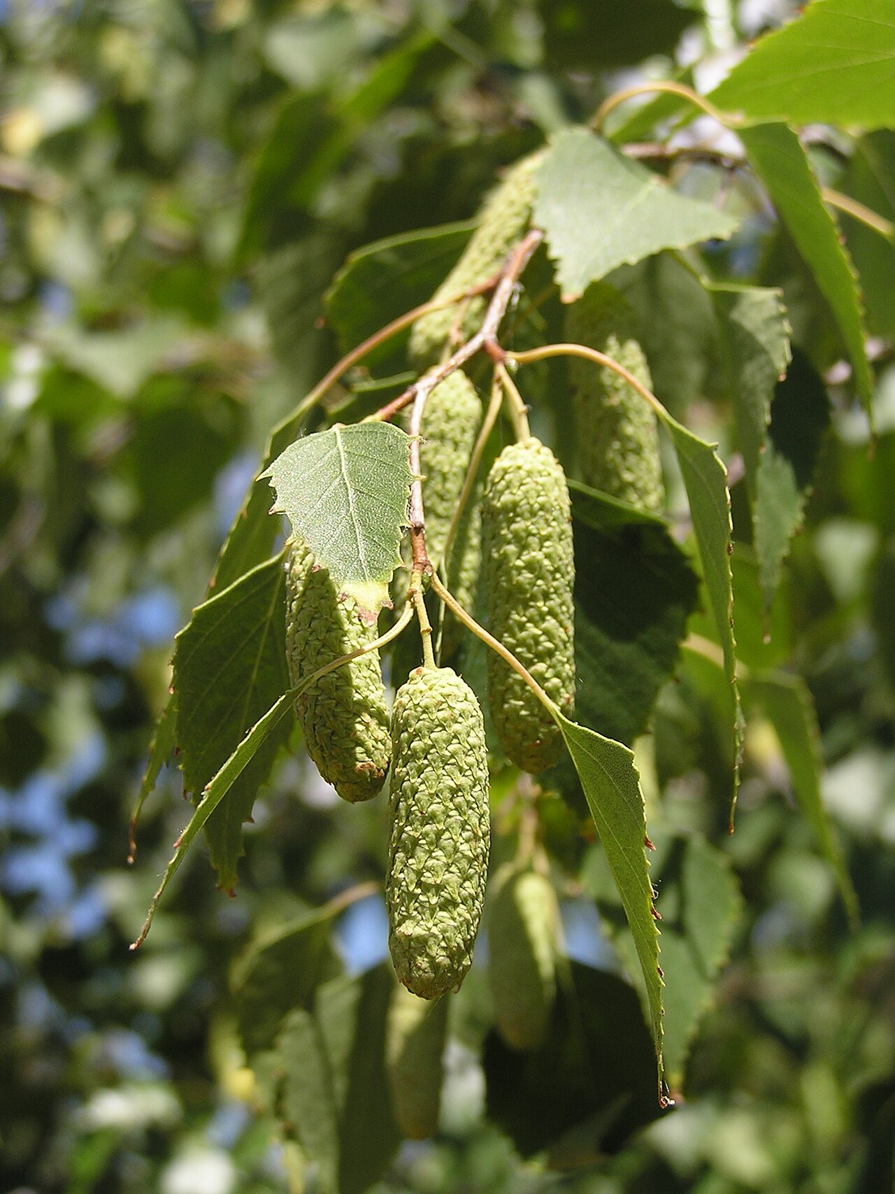 Silver birch