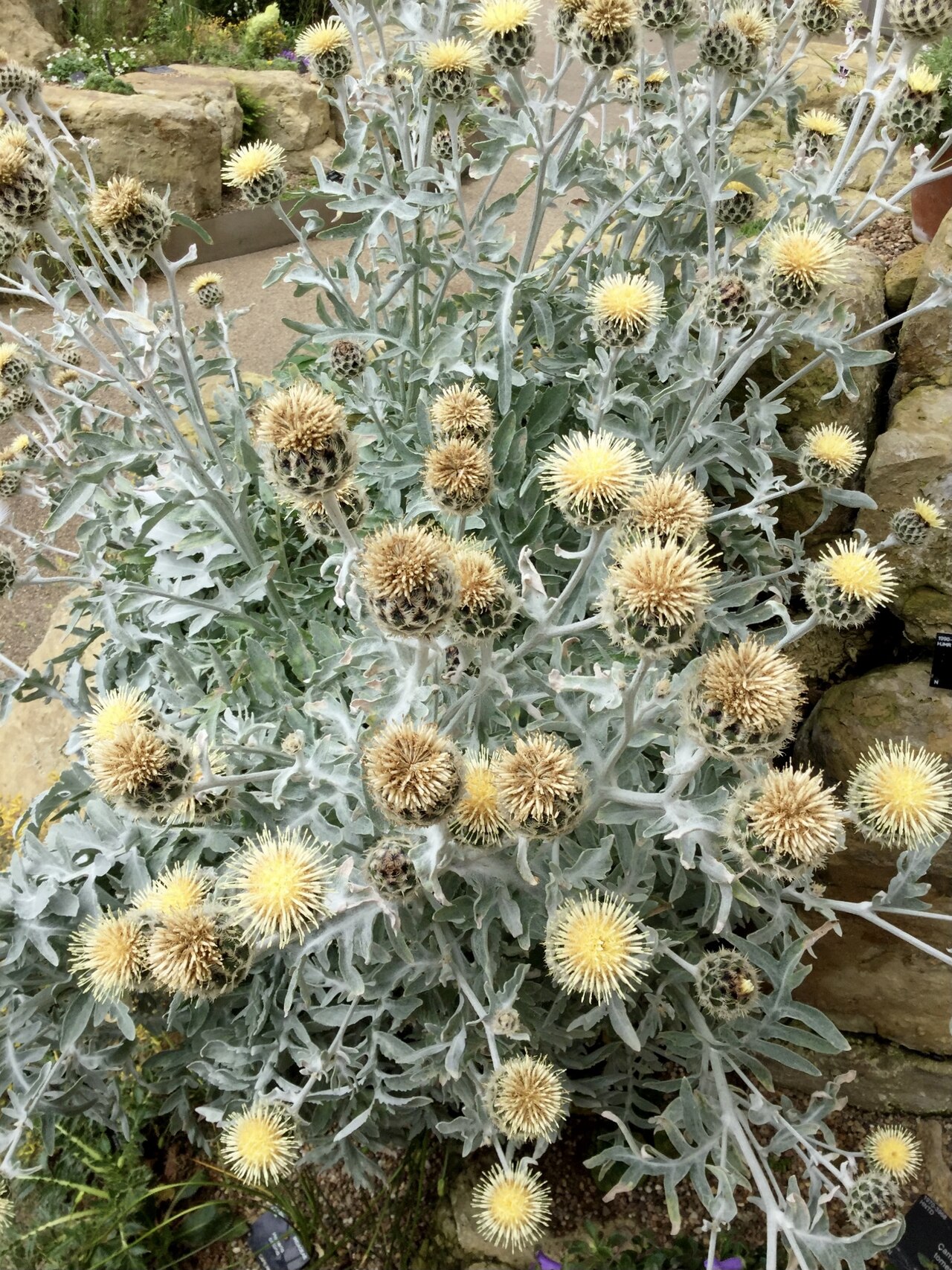 Centaurea clementei