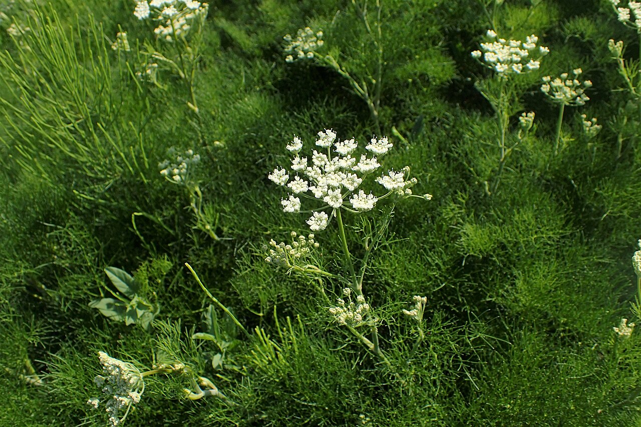 Athamanta turbith