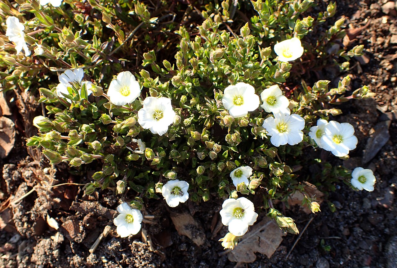 Arenaria montana