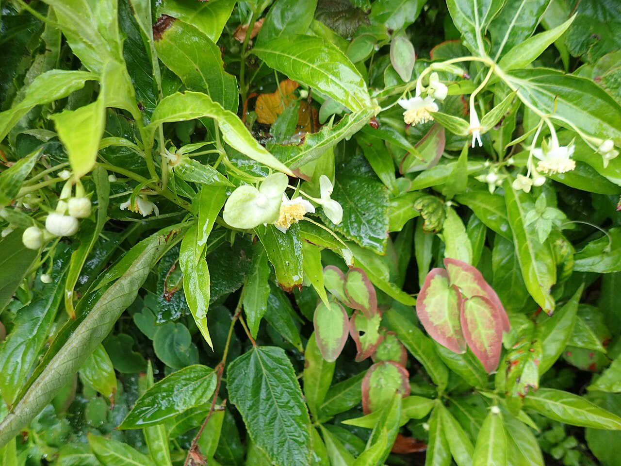 Hydrangea platyarguta