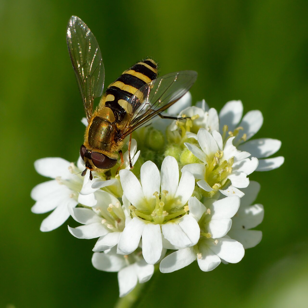 Berteroa incana