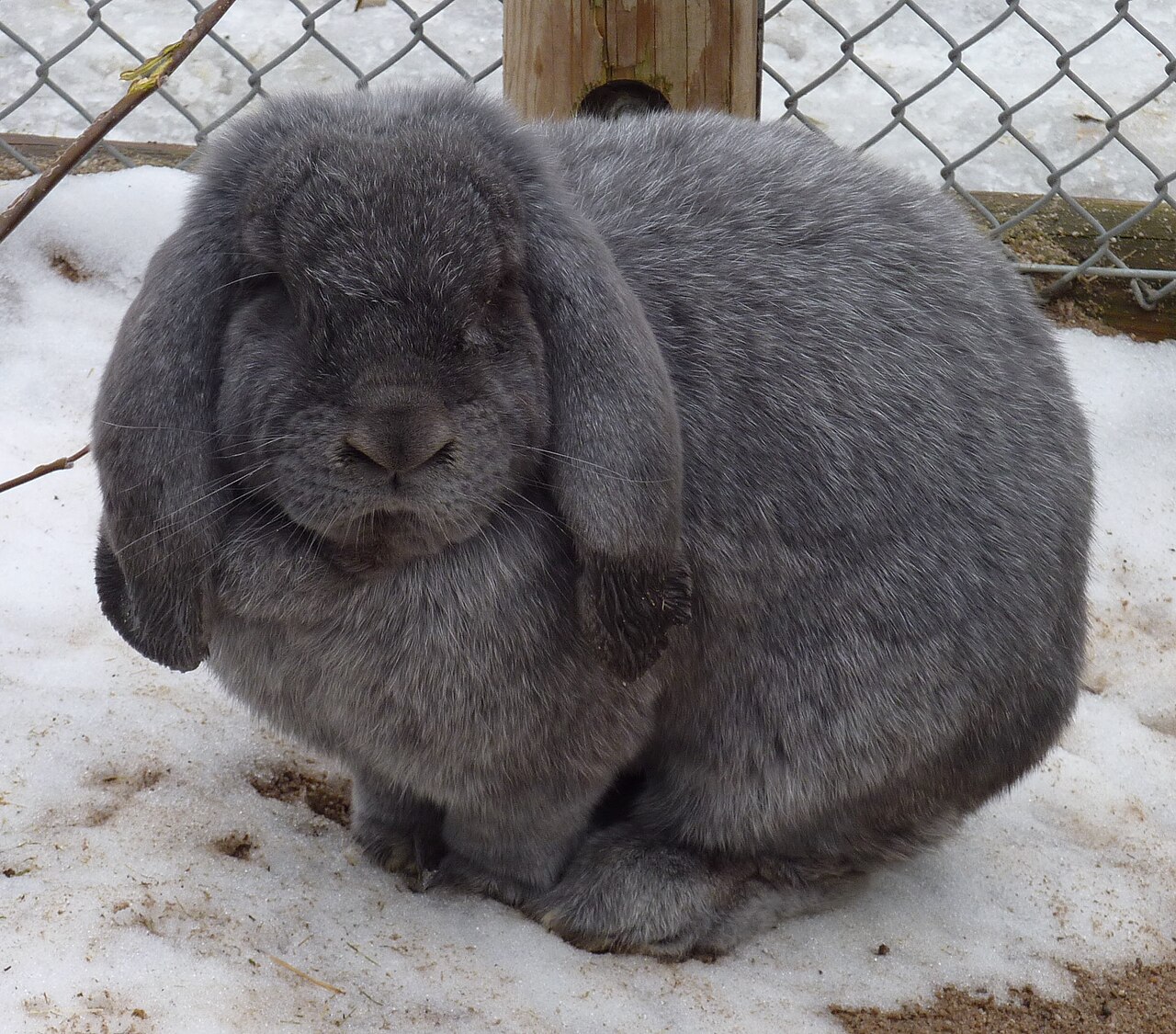 Meissner Lop